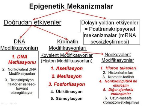 Modifikasyonun Önemi